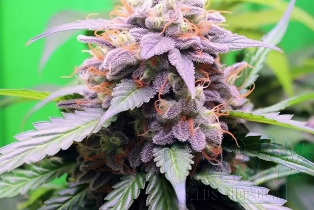 Flowering Time and Yield of Cherry Pie Seeds