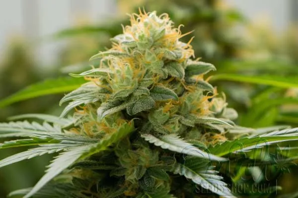 Flowering Time and Yield of Honey Child Seeds
