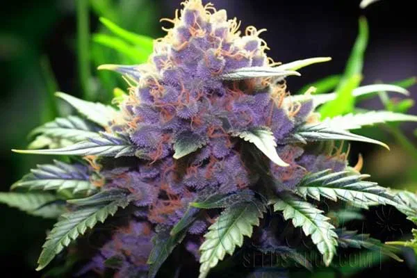 Flowering Time and Yield of Ice Cream Cake Seeds