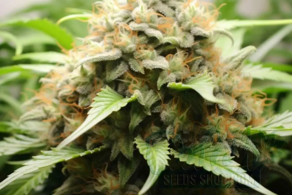 Flowering Time and Yield of Jack Herer Seeds