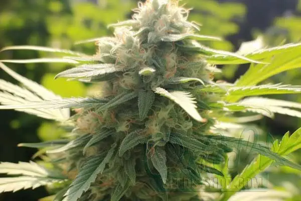 Flowering Time and Yield of Maui Wowie Seeds