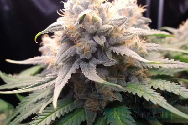 Flowering Time and Yield of Miracle Alien Cookies Seeds