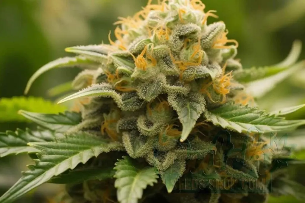 Flowering Time and Yield of OG Kush Seeds
