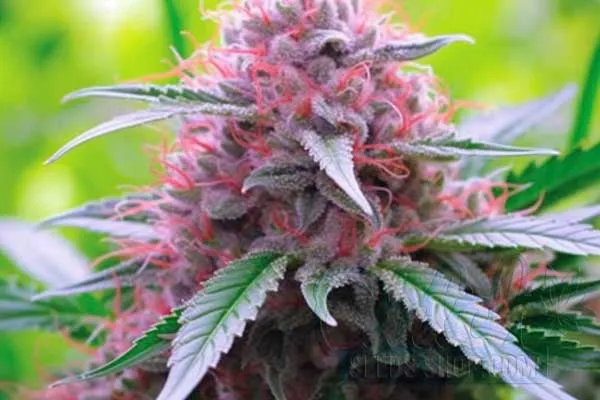 Flowering Time and Yield of Panama Red Seeds