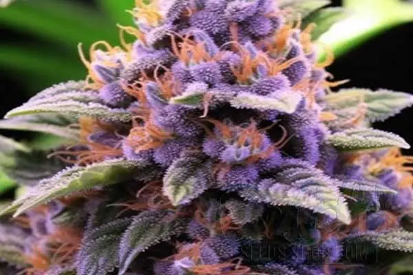 Flowering Time and Yield of Pink Runtz Seeds