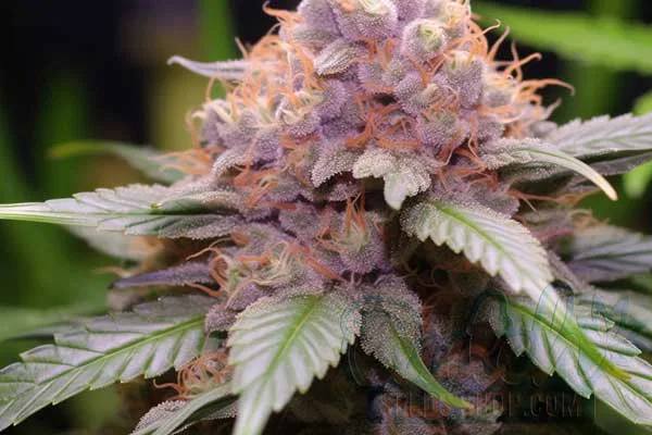 Flowering Time and Yield of Purple Urkle Seeds