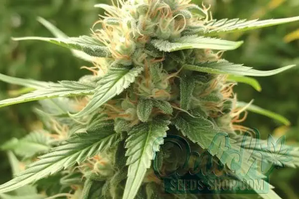 Flowering Time and Yield of Sour Diesel Seeds