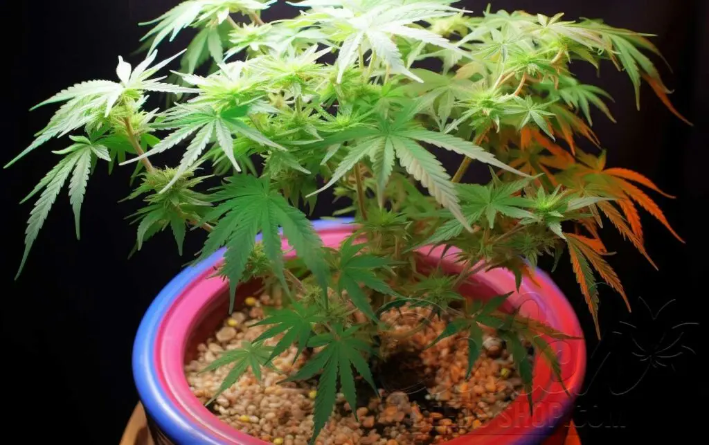 Growing Mediums and Containers
