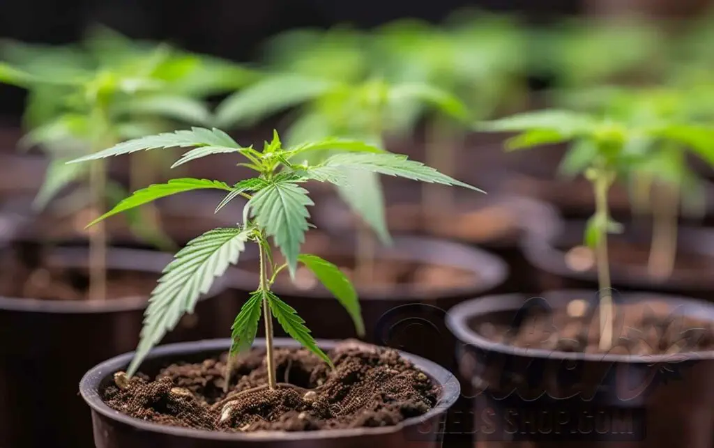 Growing Mediums and Containers