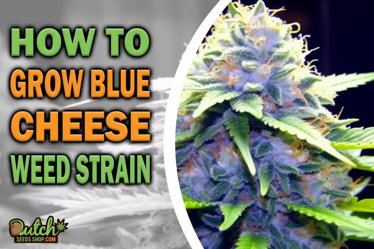 How to Grow Blue Cheese Strain
