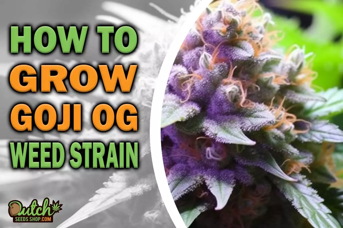 How to Grow Goji OG Strain