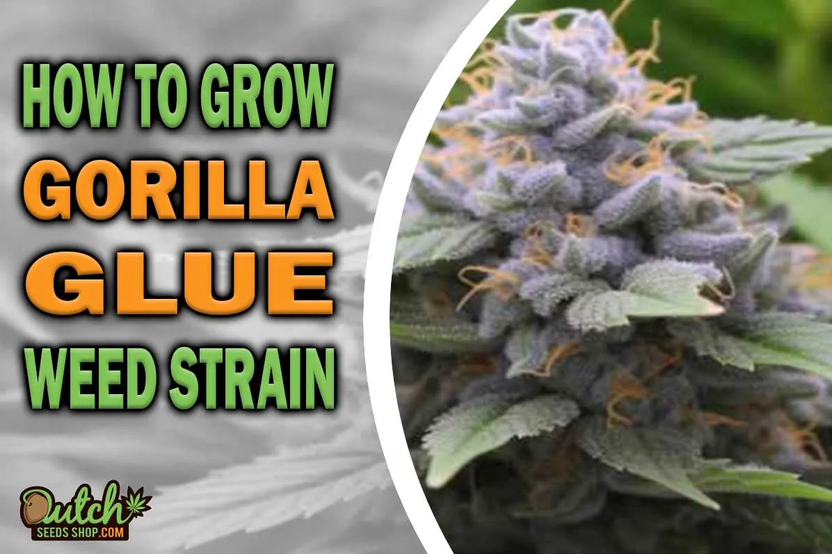 How to Grow Gorilla Glue Strain