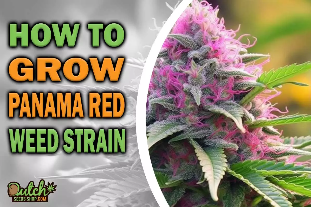 How to Grow Panama Red Strain