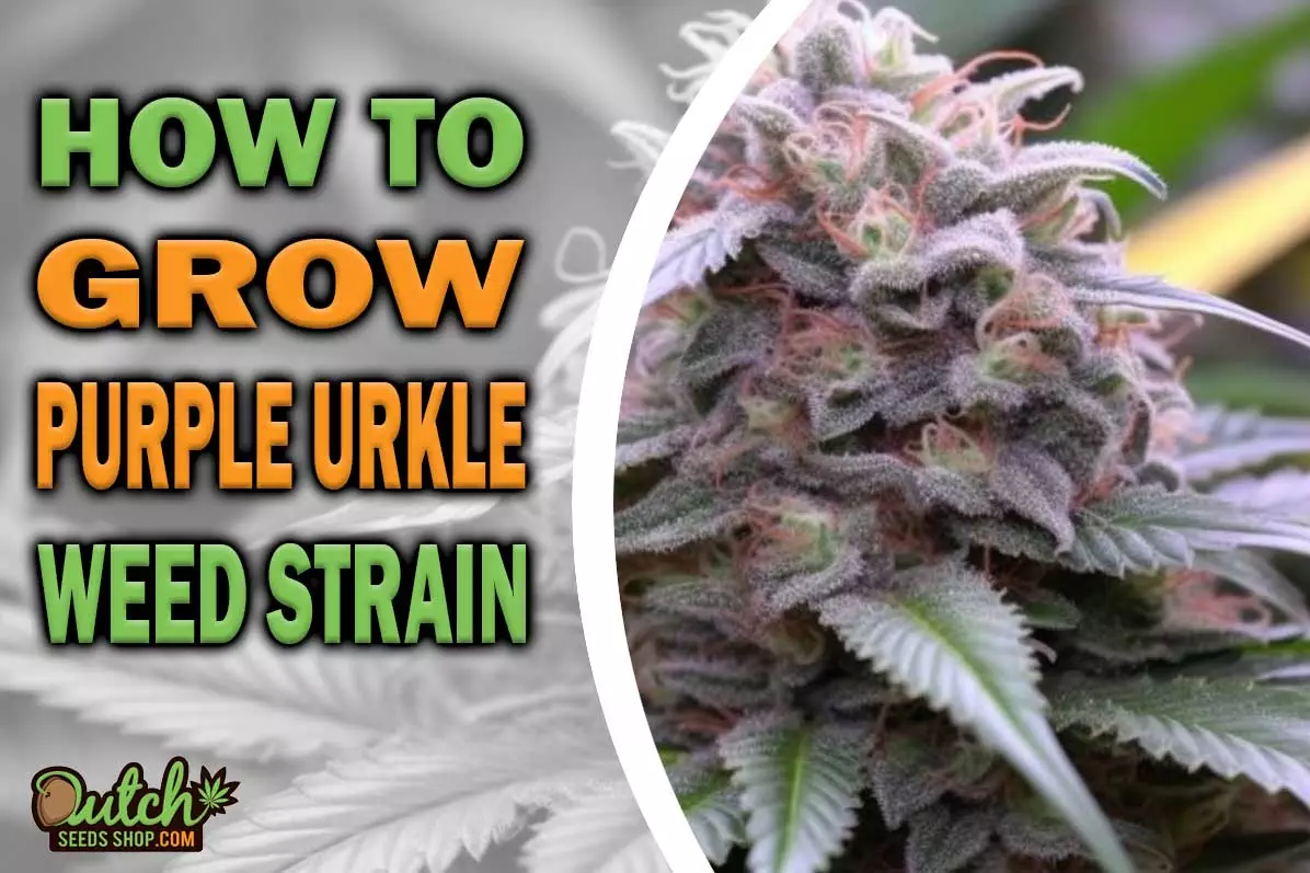 How to Grow Purple Urkle Strain