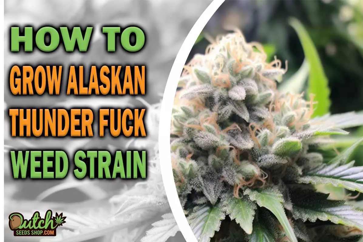 How to Grow Alaskan Thunder Fuck Strain