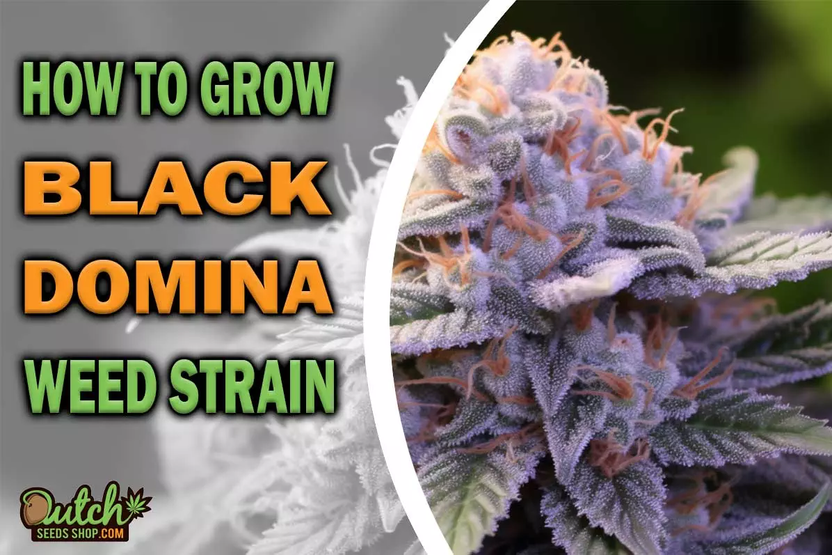 How to Grow Black Domina Strain