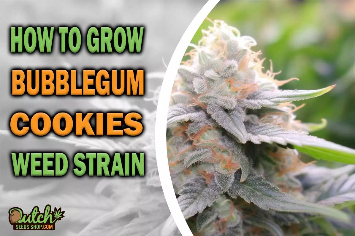 How to Grow Bubblegum Cookies Strain