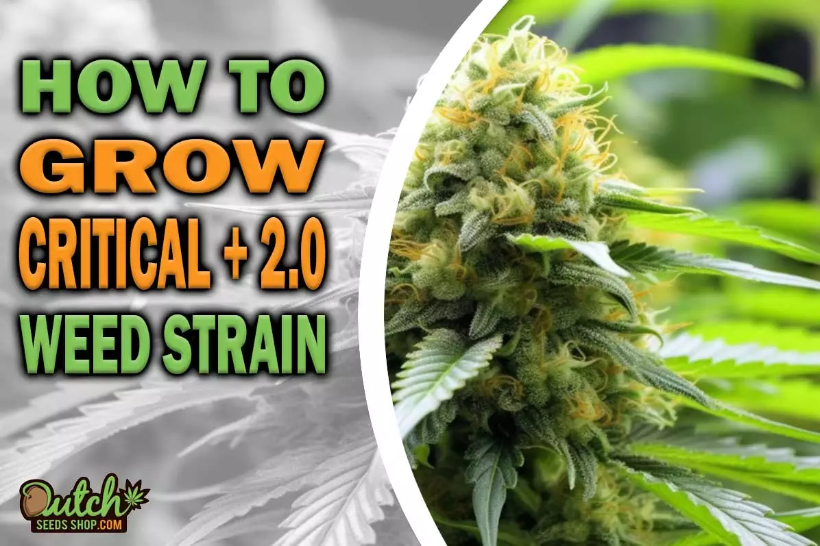 How to Grow Critical + 2.0 Strain