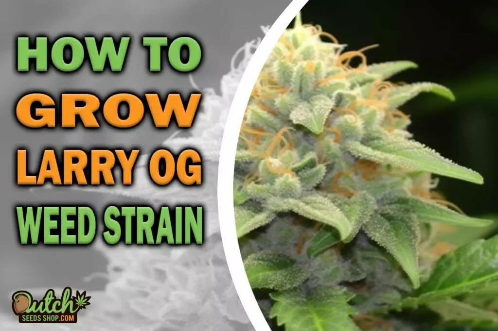 How to Grow Larry OG Strain