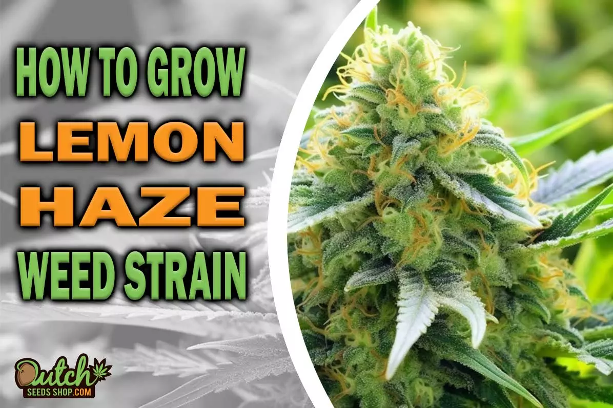 How to Grow Lemon Haze Strain