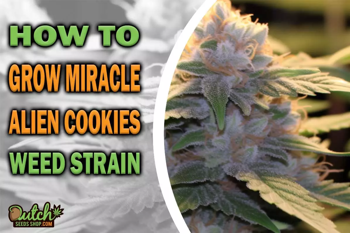 How to Grow Miracle Alien Cookies Strain