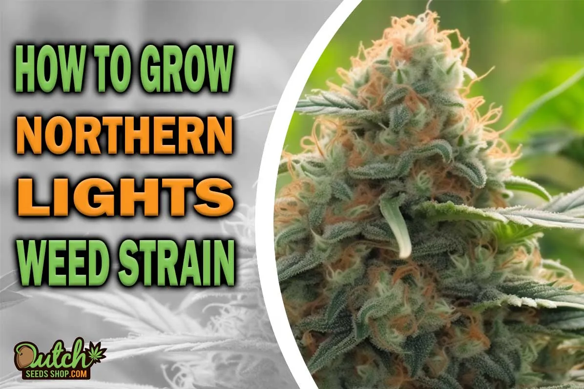 How to Grow Northern Lights Strain