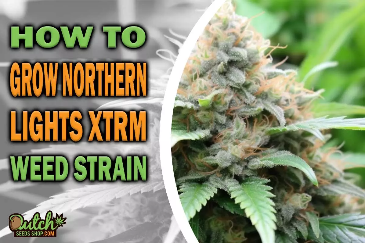 How to Grow Northern Lights XTRM Strain
