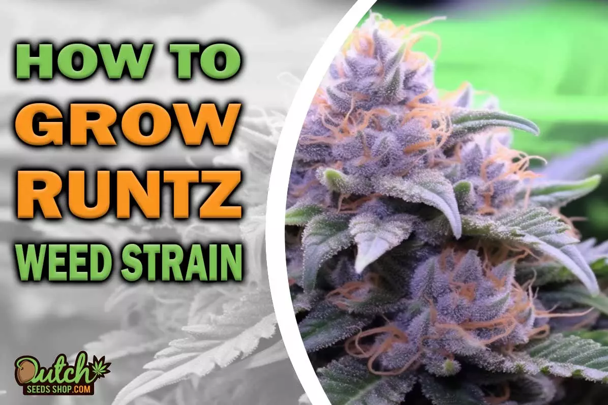 How to Grow Runtz Strain