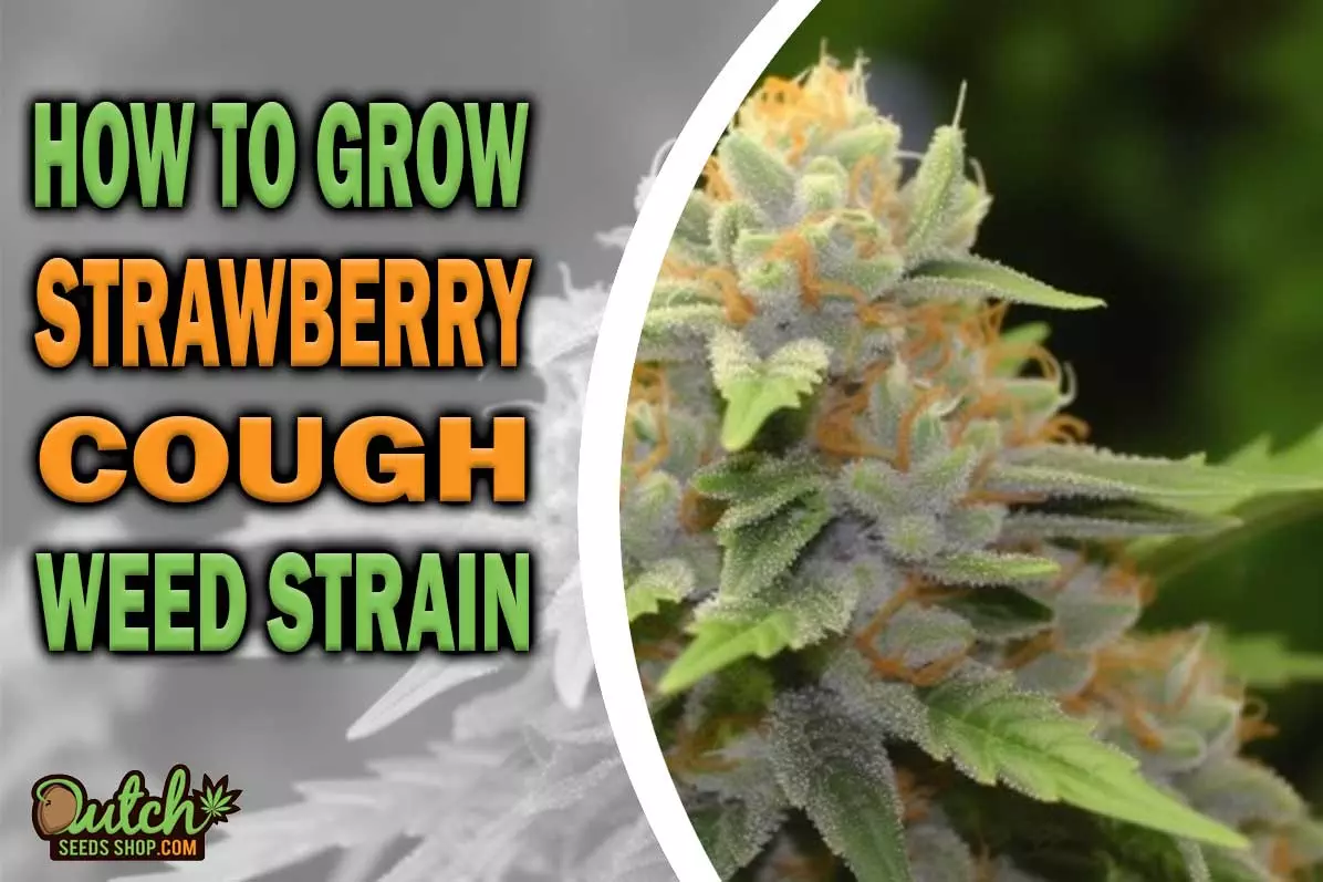 How to Grow Strawberry Cough Strain