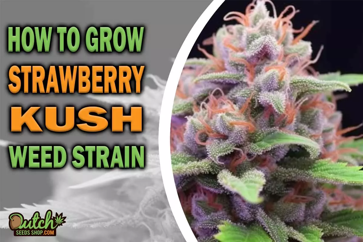 How to Grow Strawberry Kush Strain