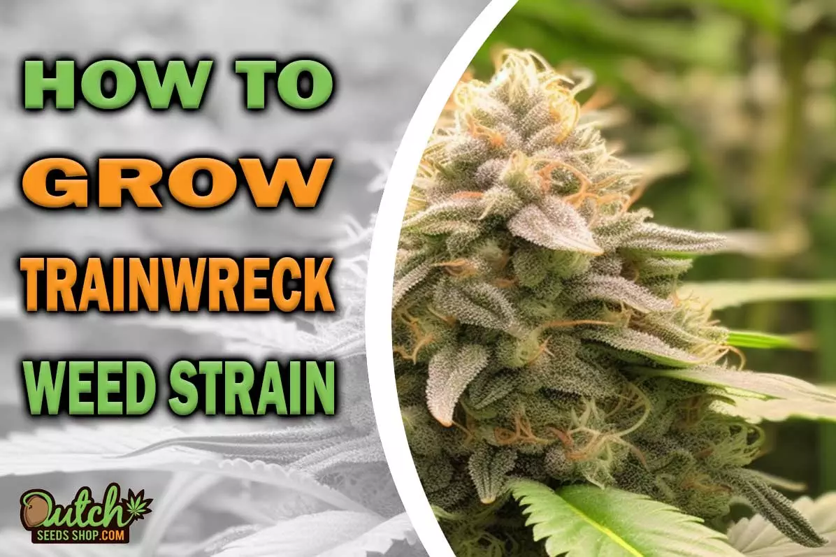 How to Grow Trainwreck Strain
