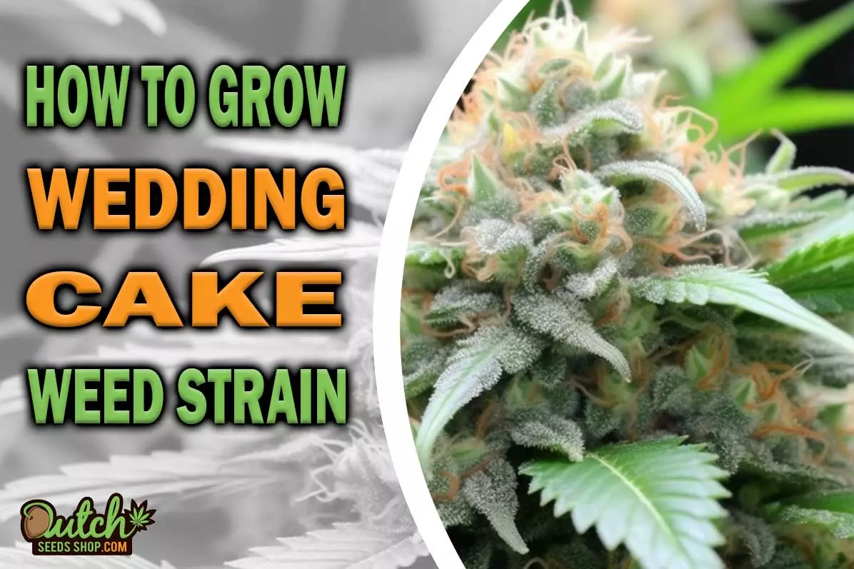 How to Grow Wedding Cake Strain