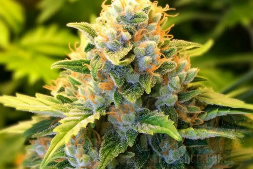 Is Bruce Banner Indica or Sativa