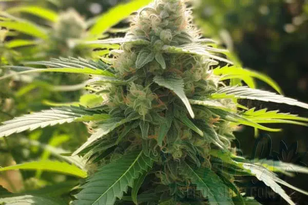 Is Maui Wowie Indica or Sativa