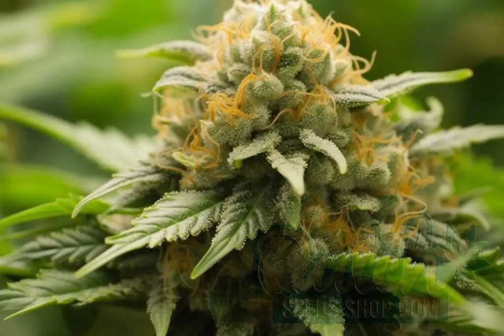 Is OG Kush Indica or Sativa
