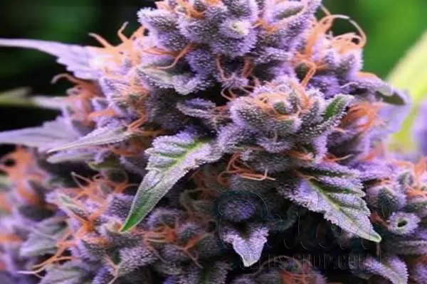 Is Pink Runtz Indica or Sativa