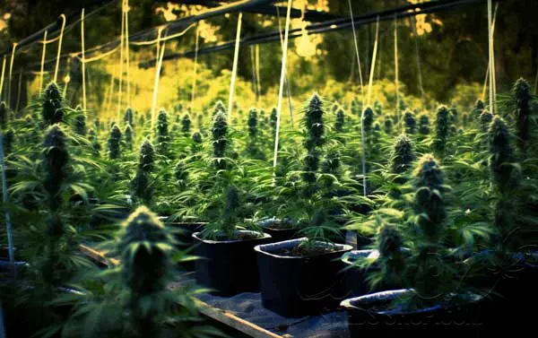 LA Confidential Outdoor Growing