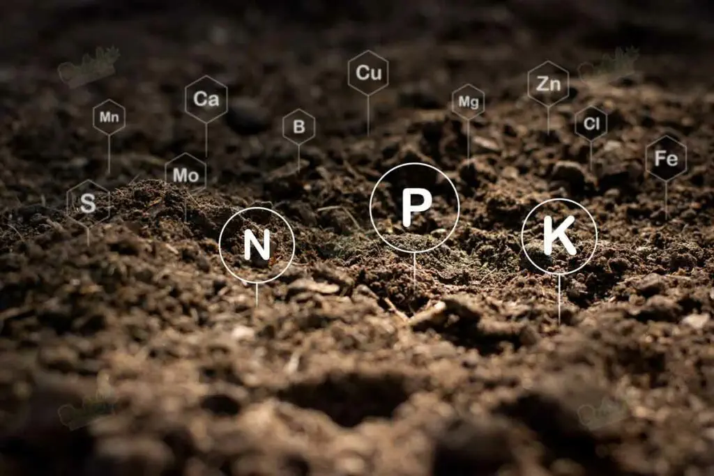 Nutrients and Fertilizers