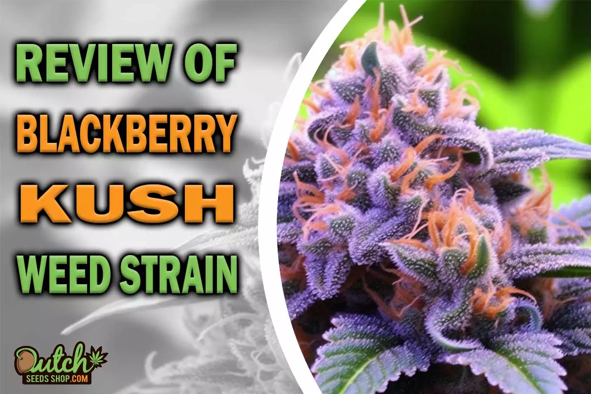 Blackberry Kush Marijuana Strain Information and Review