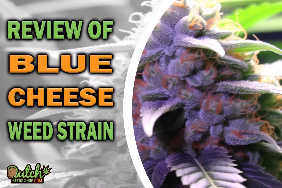 Blue Cheese Marijuana Strain Information and Review