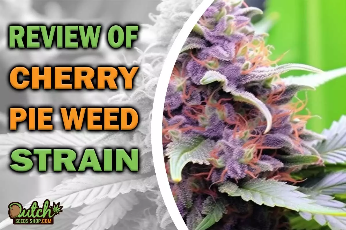 Cherry Pie Marijuana Strain Information and Review