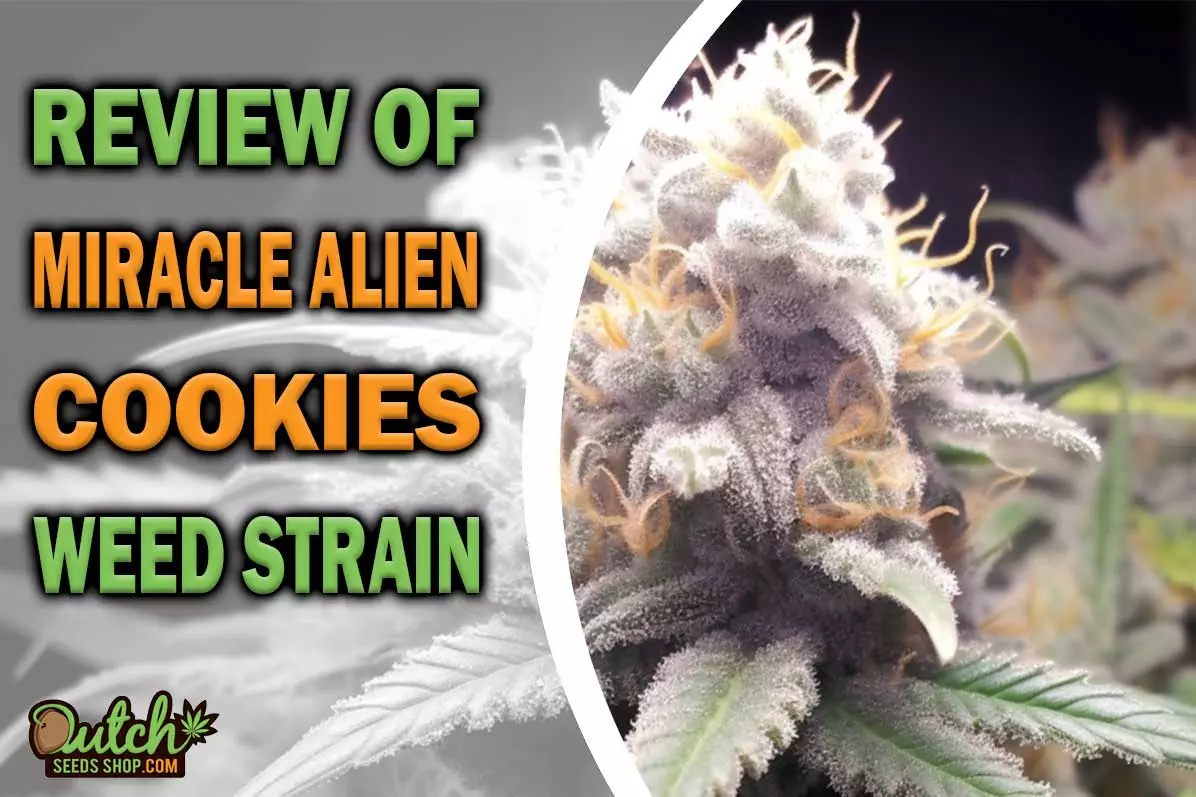 Miracle Alien Cookies Marijuana Strain Information and Review