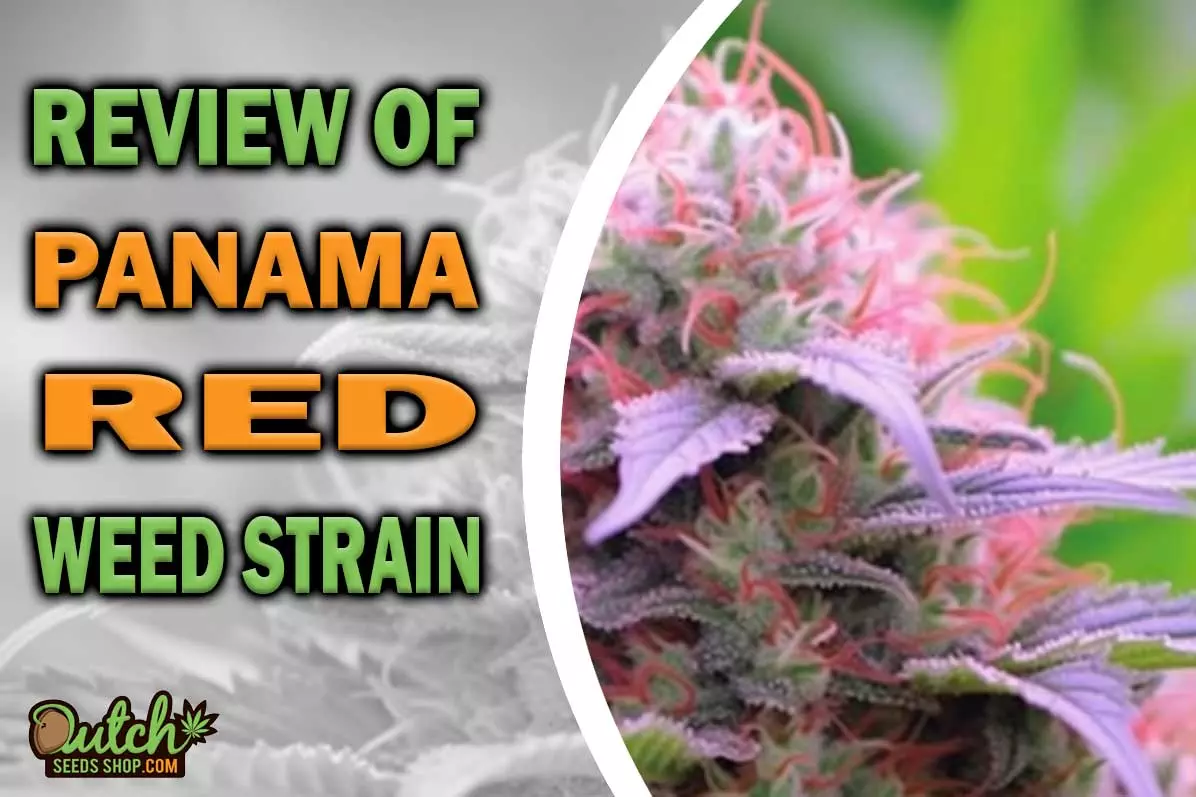Panama Red Marijuana Strain Information and Review