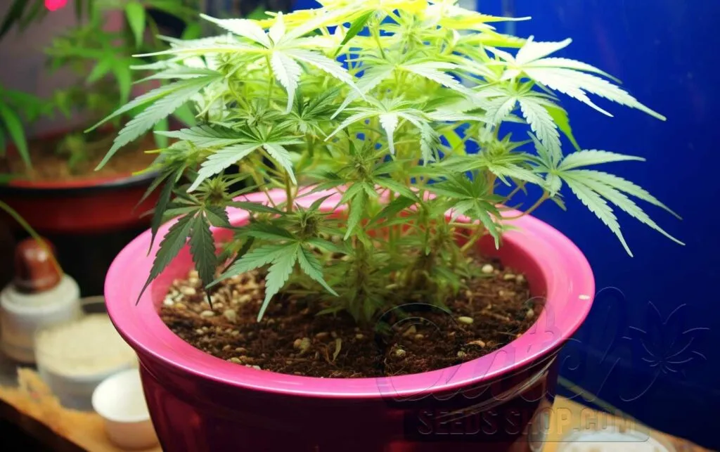 Selecting and Preparing Soil