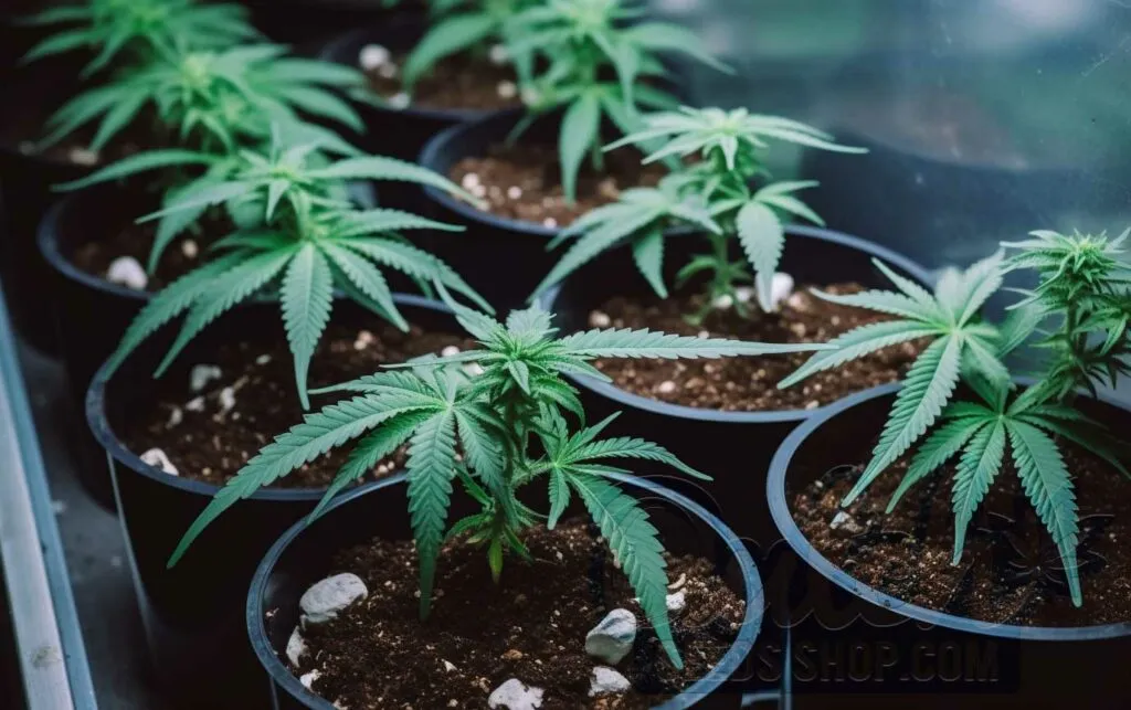 Selecting and Preparing Soil