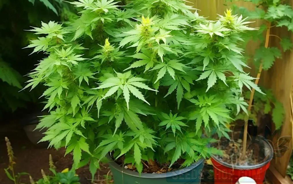 Tangerine Haze Outdoor Growing