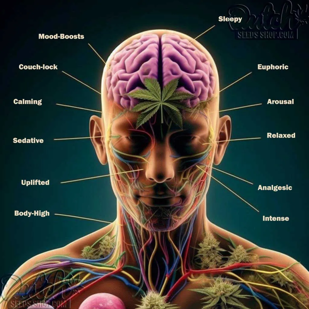 The Medicinal Wonders of Indica Seeds