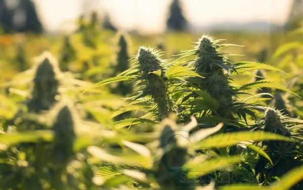 Benefits of Outdoor Growing