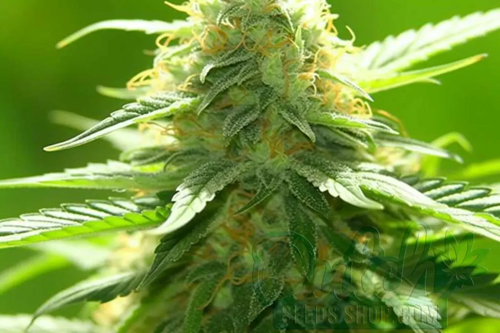 Feeding AK 47 XTRM Plants