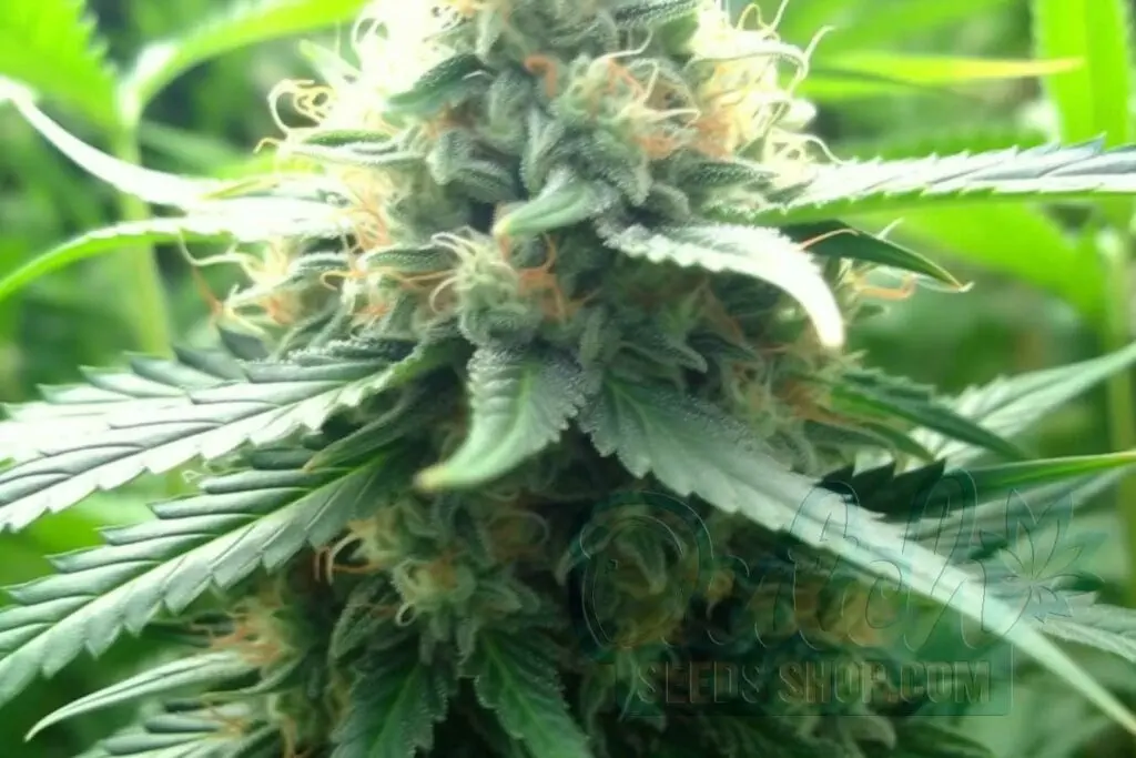Flowering Time and Yield of AK-48 Seeds
